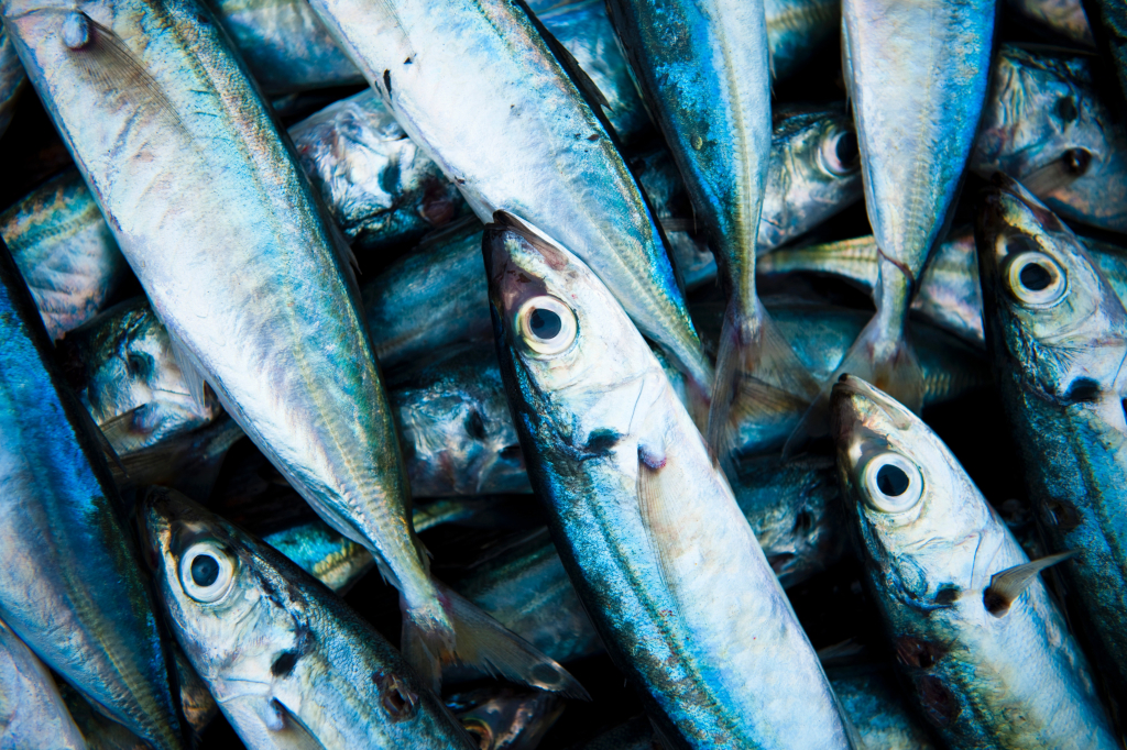 魚を食べて長生き やせやせjp